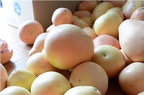 凱力克柚子 凱力克柚子